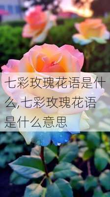 七彩玫瑰花语是什么,七彩玫瑰花语是什么意思