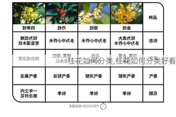 桂花如何分类,桂花如何分类好看