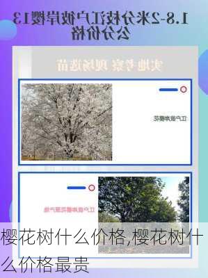 樱花树什么价格,樱花树什么价格最贵