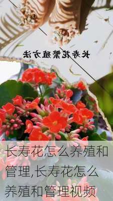 长寿花怎么养殖和管理,长寿花怎么养殖和管理视频