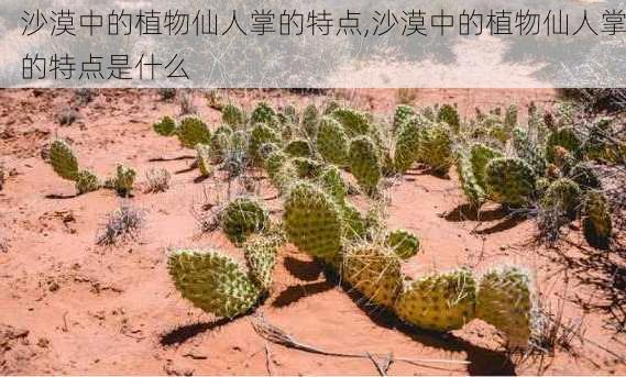 沙漠中的植物仙人掌的特点,沙漠中的植物仙人掌的特点是什么