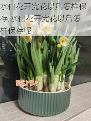 水仙花开完花以后怎样保存,水仙花开完花以后怎样保存呢