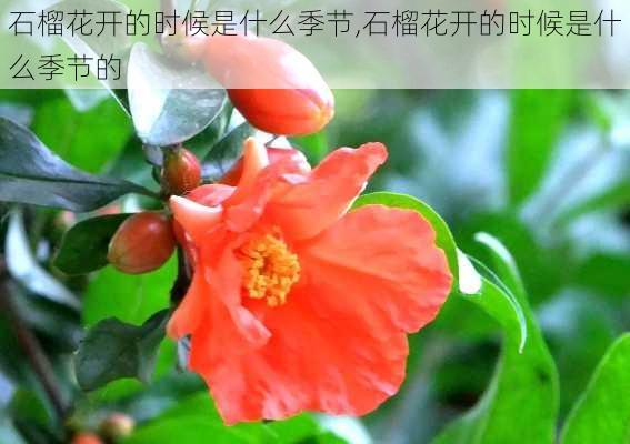 石榴花开的时候是什么季节,石榴花开的时候是什么季节的