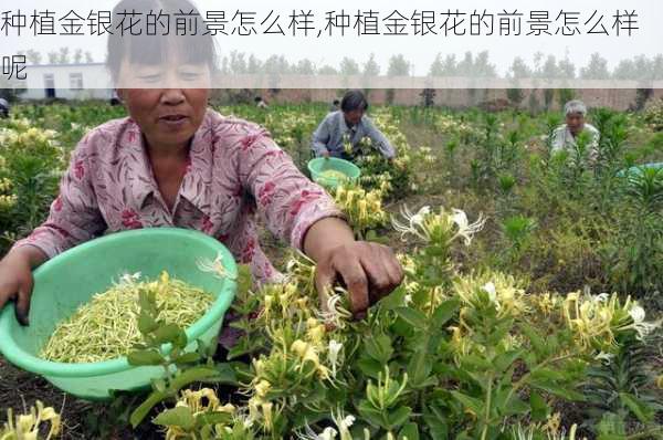 种植金银花的前景怎么样,种植金银花的前景怎么样呢