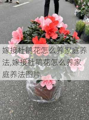 嫁接杜鹃花怎么养家庭养法,嫁接杜鹃花怎么养家庭养法图片