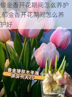 郁金香开花期间怎么养护,郁金香开花期间怎么养护好