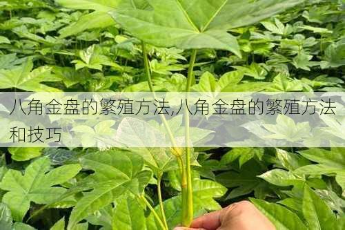 八角金盘的繁殖方法,八角金盘的繁殖方法和技巧