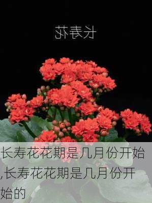 长寿花花期是几月份开始,长寿花花期是几月份开始的