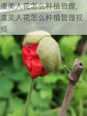 虞美人花怎么种植管理,虞美人花怎么种植管理视频