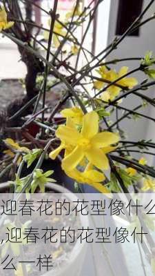 迎春花的花型像什么,迎春花的花型像什么一样