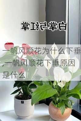 一帆风顺花为什么下垂,一帆风顺花下垂原因是什么