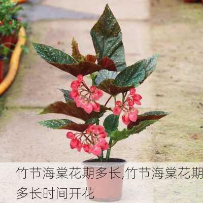 竹节海棠花期多长,竹节海棠花期多长时间开花