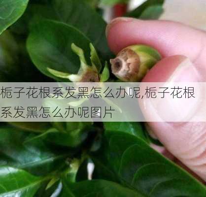 栀子花根系发黑怎么办呢,栀子花根系发黑怎么办呢图片