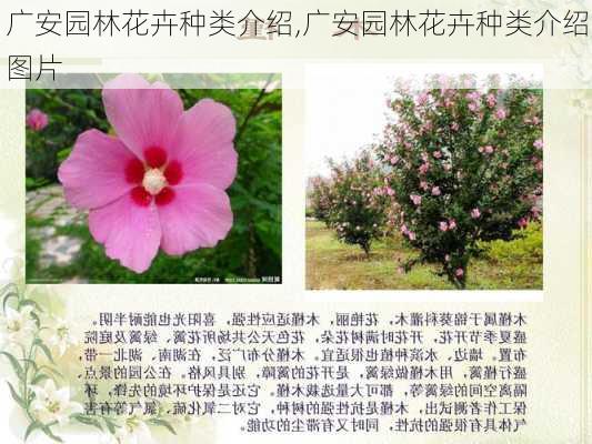 广安园林花卉种类介绍,广安园林花卉种类介绍图片