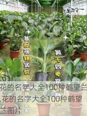 花的名字大全100种鹤望兰,花的名字大全100种鹤望兰图片