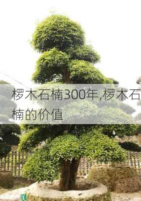 椤木石楠300年,椤木石楠的价值