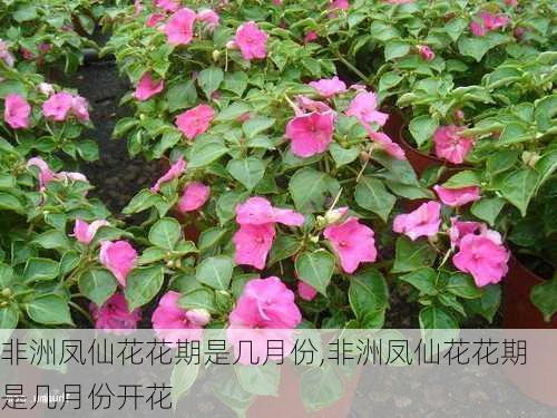 非洲凤仙花花期是几月份,非洲凤仙花花期是几月份开花