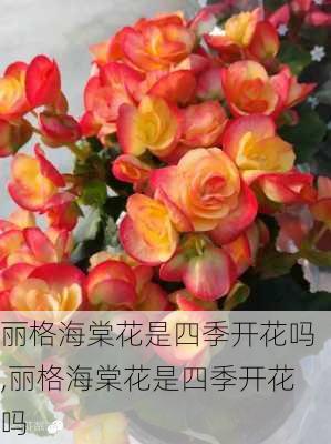 丽格海棠花是四季开花吗,丽格海棠花是四季开花吗