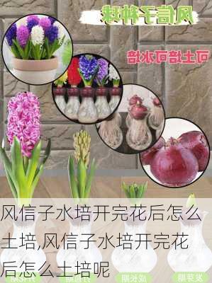 风信子水培开完花后怎么土培,风信子水培开完花后怎么土培呢