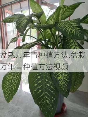 盆栽万年青种植方法,盆栽万年青种植方法视频