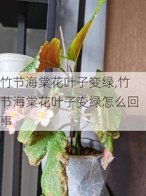 竹节海棠花叶子变绿,竹节海棠花叶子变绿怎么回事