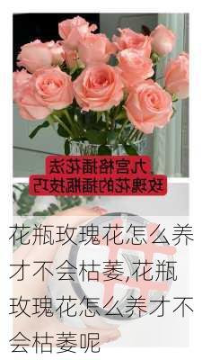 花瓶玫瑰花怎么养才不会枯萎,花瓶玫瑰花怎么养才不会枯萎呢