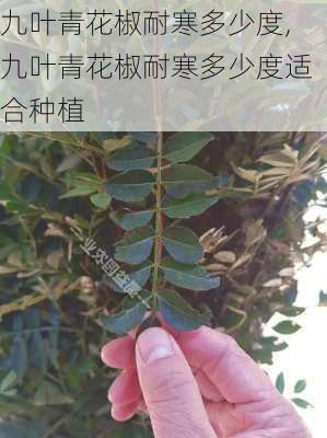 九叶青花椒耐寒多少度,九叶青花椒耐寒多少度适合种植