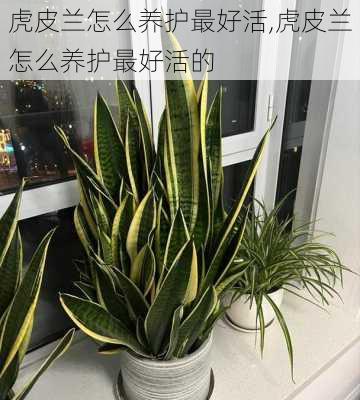 虎皮兰怎么养护最好活,虎皮兰怎么养护最好活的