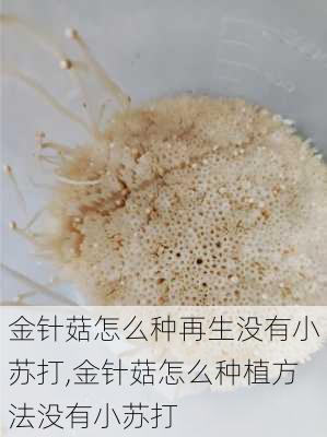 金针菇怎么种再生没有小苏打,金针菇怎么种植方法没有小苏打