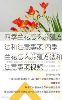 四季兰花怎么养殖方法和注意事项,四季兰花怎么养殖方法和注意事项视频