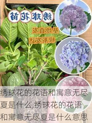 绣球花的花语和寓意无尽夏是什么,绣球花的花语和寓意无尽夏是什么意思