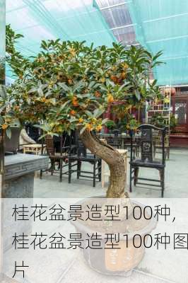 桂花盆景造型100种,桂花盆景造型100种图片