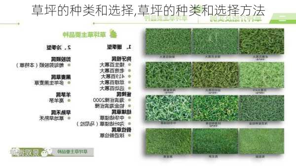 草坪的种类和选择,草坪的种类和选择方法