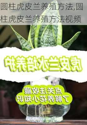 圆柱虎皮兰养殖方法,圆柱虎皮兰养殖方法视频