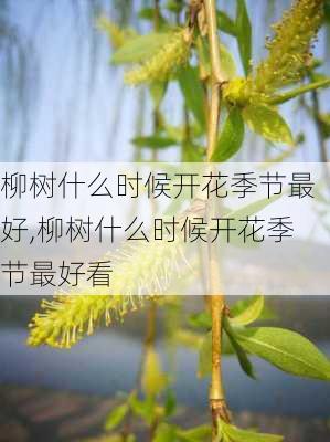 柳树什么时候开花季节最好,柳树什么时候开花季节最好看