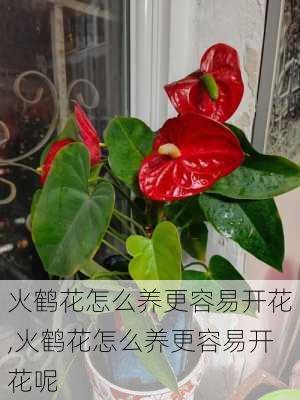 火鹤花怎么养更容易开花,火鹤花怎么养更容易开花呢