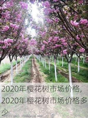 2020年樱花树市场价格,2020年樱花树市场价格多少