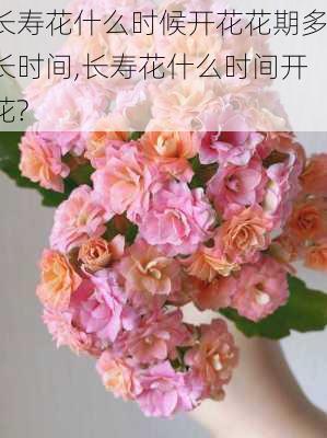 长寿花什么时候开花花期多长时间,长寿花什么时间开花?