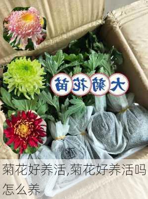 菊花好养活,菊花好养活吗怎么养