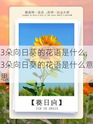 3朵向日葵的花语是什么,3朵向日葵的花语是什么意思