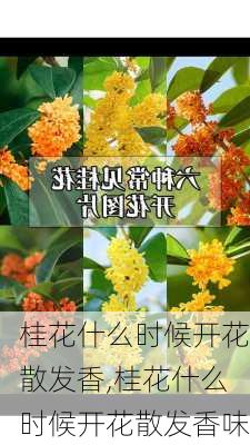 桂花什么时候开花散发香,桂花什么时候开花散发香味