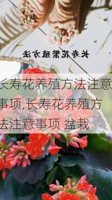 长寿花养殖方法注意事项,长寿花养殖方法注意事项 盆栽