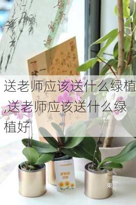 送老师应该送什么绿植,送老师应该送什么绿植好