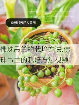 佛珠吊兰的栽培方法,佛珠吊兰的栽培方法视频