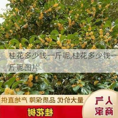 桂花多少钱一斤呢,桂花多少钱一斤呢图片