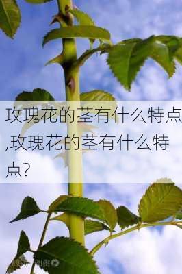 玫瑰花的茎有什么特点,玫瑰花的茎有什么特点?