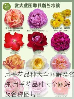 月季花品种大全图解及名称,月季花品种大全图解及名称图片