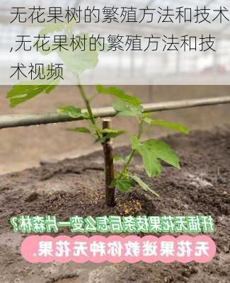 无花果树的繁殖方法和技术,无花果树的繁殖方法和技术视频