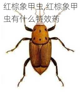 红棕象甲虫,红棕象甲虫有什么特效药