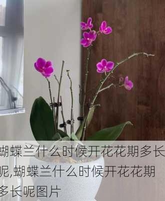 蝴蝶兰什么时候开花花期多长呢,蝴蝶兰什么时候开花花期多长呢图片